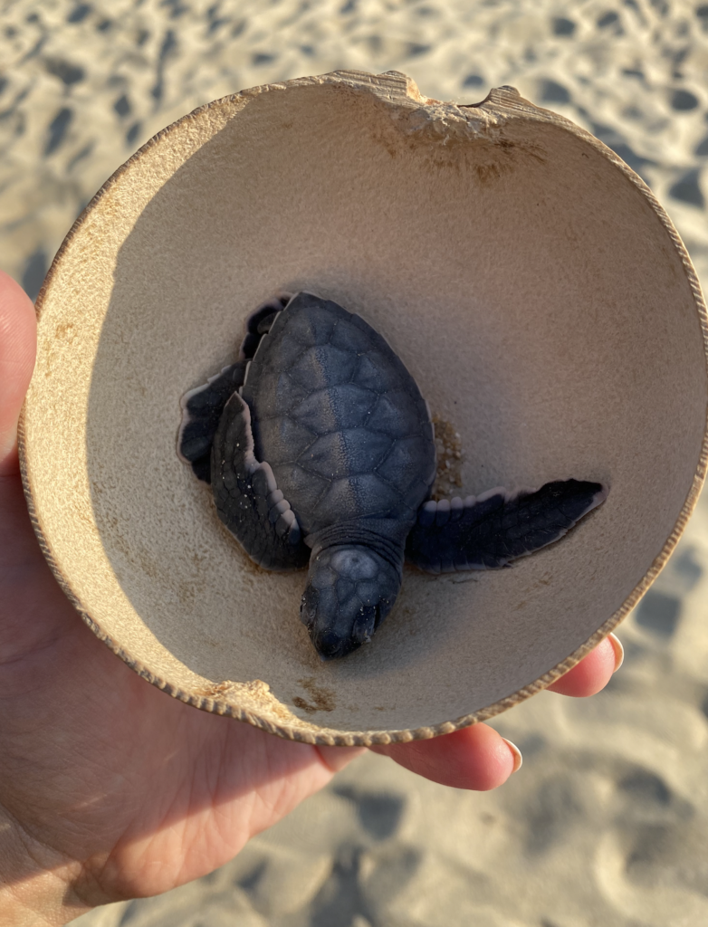 Spring Break in Puerto Escondido - Hattie Kolp